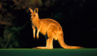 jeu du kangourou
